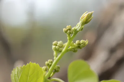 Fresh Spring Green Buds in Soft Light