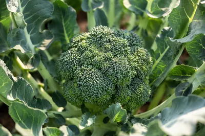 Fresh Spring Broccoli Crown in Morning Garden