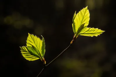 Backlit Spring Leaves with Fresh Growth