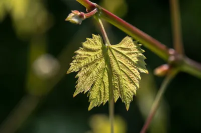Fresh Spring Leaf in Morning Sunlight