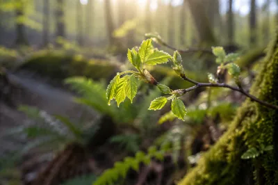 Fresh Spring Green Woodland New Growth