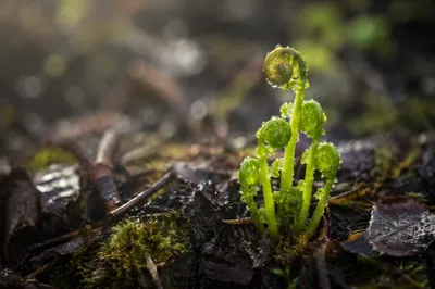 Fresh Spring Green Growth in Forest Soil