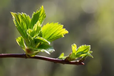 Fresh Spring Leaves in Morning Light