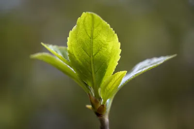 Fresh Spring Green Leaves Macro Close-Up