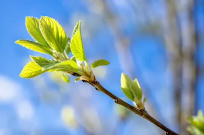 Fresh Spring Buds on Sunlit Branch