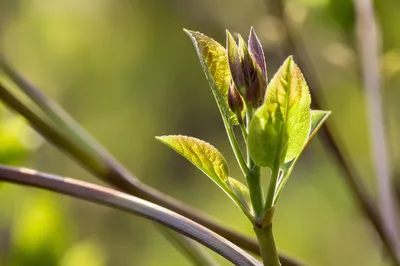 Fresh Spring Sprout in Morning Light