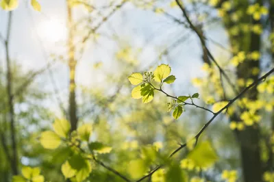 Fresh Spring Leaves in Morning Light