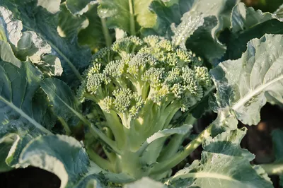 Fresh Spring Broccoli Growth in Morning Light