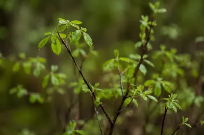 Fresh Spring Leaves After Morning Rain
