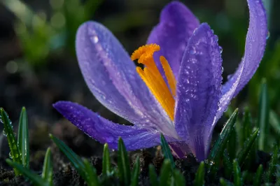 Dewy Purple Crocus in Spring Dawn