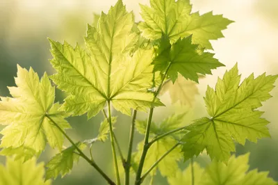Fresh Spring Leaves in Morning Light