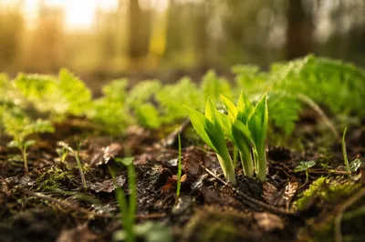 Fresh Spring Shoots in Morning Woodland Light