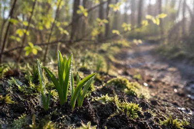 Fresh Spring Shoots in Morning Dew