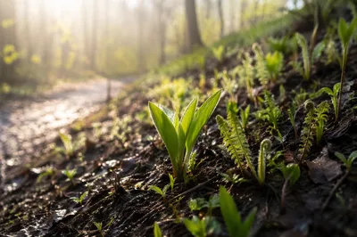 Fresh Spring Shoots in Morning Woodland Light