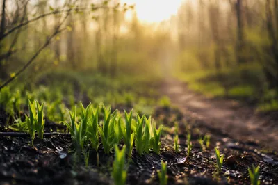 Fresh Spring Shoots in Morning Light
