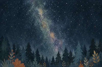 Starry Night Sky Over Evergreen Forest