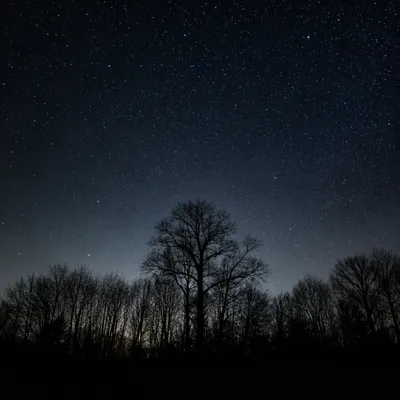 Starry Night Sky Above Quiet Woodland