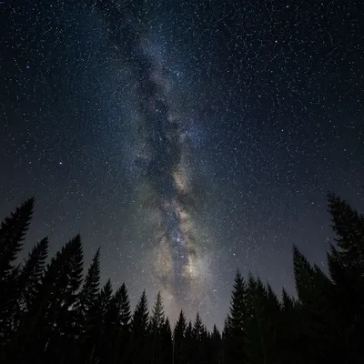 Starry Night Sky Over Evergreen Forest