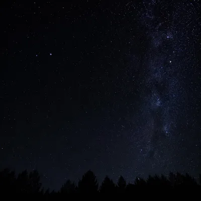 Moonless Starry Night Over Quiet Treeline