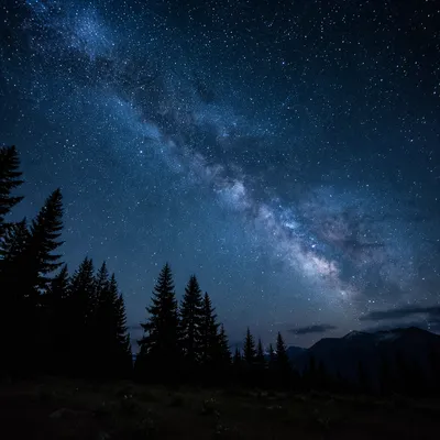 Starry Night Sky Over Silent Pine Forest