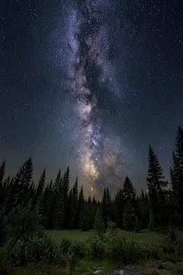 Starry Night Over Evergreen Forest