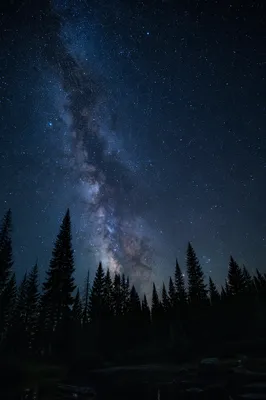 Starry Night Sky Over Quiet Pine Forest