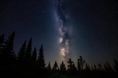Starry Milky Way Above Evergreen Forest