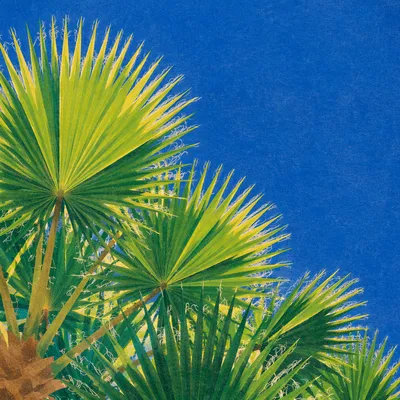 Sunny Palm Fronds Against Blue Summer Sky