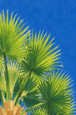 Sunlit Palm Fronds Under Summer Sky