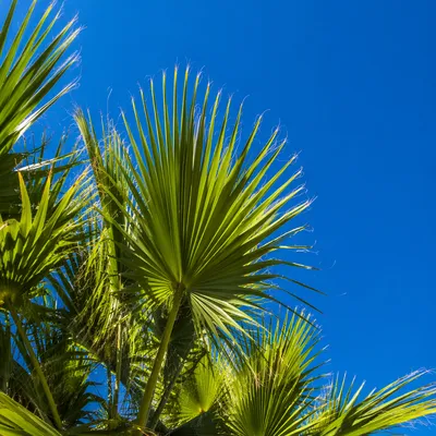 Sunny Palm Fronds Against Blue Sky