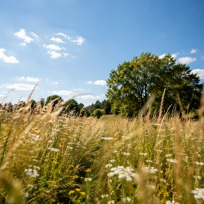 Sunlit Summer Meadow Under Clear Blue Sky