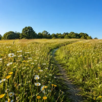 Sunny Wildflower Meadow Under Blue Sky