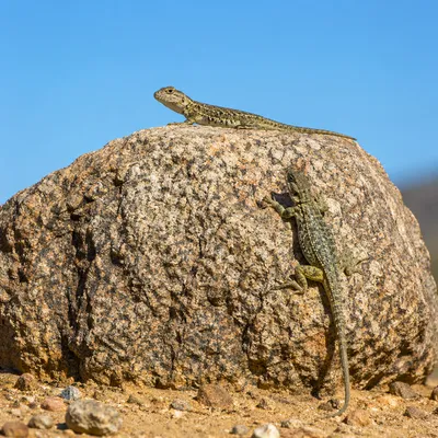 Summer Lizards on Sunlit Desert Boulder