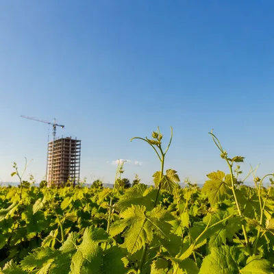 Sunny Summer Vineyard Under Vast Blue Sky