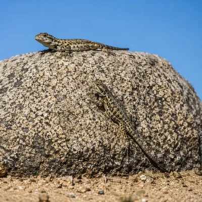 Desert Lizards on Sunlit Granite Boulder