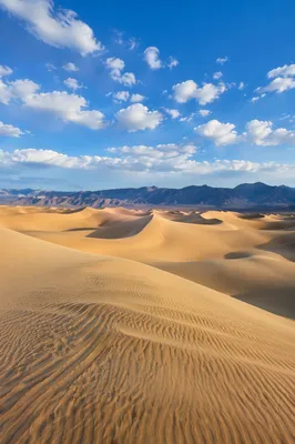 Sunlit Golden Dunes Beneath Summer Sky