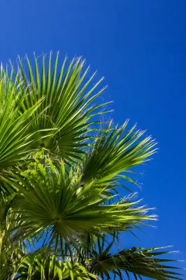 Sunny Fan Palms Under Blue Summer Sky