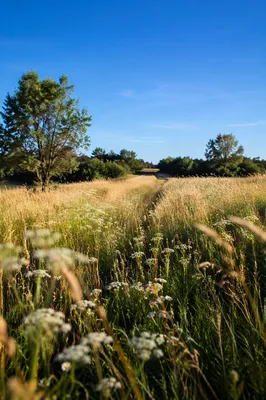 Sunlit Summer Meadow Under Clear Blue Sky