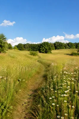 Sunny Wildflower Meadow Under Blue Sky
