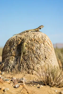 Desert Lizards on Sunlit Granite Boulder