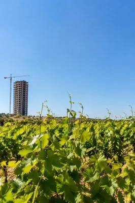 Sunny Summer Vines Under Blue Sky