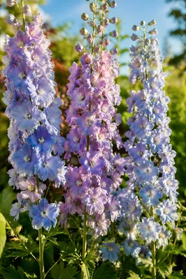 Sunlit Summer Delphiniums in Cottage Garden