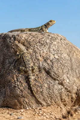 Sunlit Desert Lizards on Granite Boulder