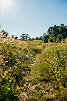 Sunny Summer Meadow Path Under Blue Sky