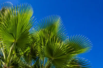Sunny Palm Fronds Under Blue Summer Sky