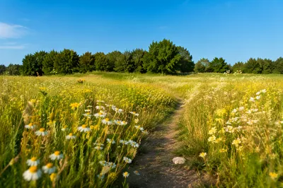 Sunny Wildflower Meadow Beneath Blue Sky