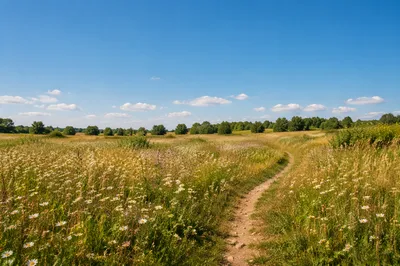Sunny Wildflower Meadow Under Blue Sky