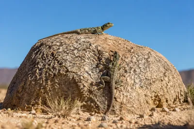 Sunlit Desert Lizards on Granite Boulder