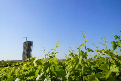 Sunny Summer Vineyard Under Vast Blue Sky