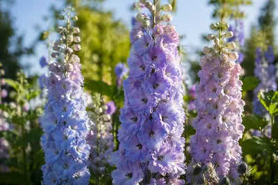Sunlit Lavender Delphiniums in Summer Garden